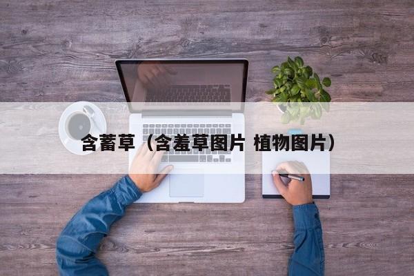 含蓄草(含羞草图片 植物图片)